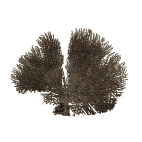 Indrajal Plant Vanaspati Real Natural And Durlabh 8 - 10 inches