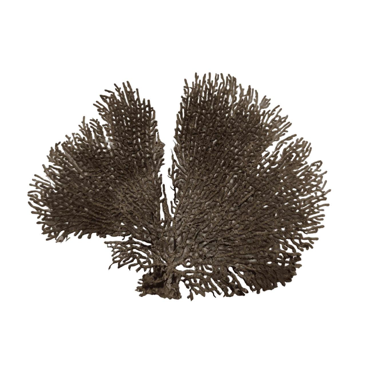 Indrajal Plant Vanaspati Real Natural And Durlabh 8 - 10 inches