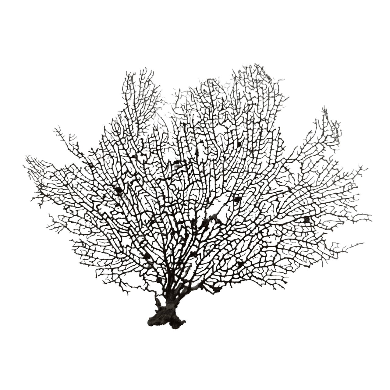 Indrajal Plant Vanaspati Real Natural And Durlabh 8 - 10 inches - Image 4