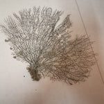 Indrajal Plant Vanaspati Real Natural And Durlabh 8 - 10 inches - Image 3