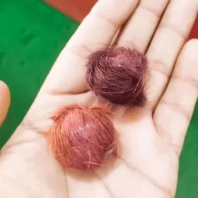 Original & Energised Siyar Singhi – Gidar Singhi