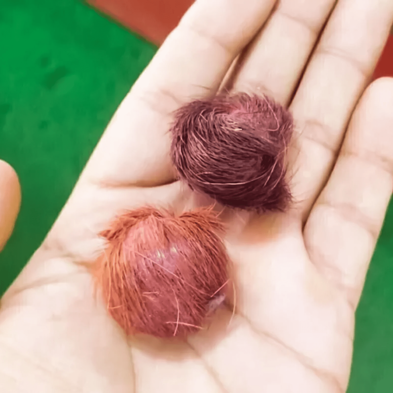 Original & Energised Siyar Singhi – Gidar Singhi